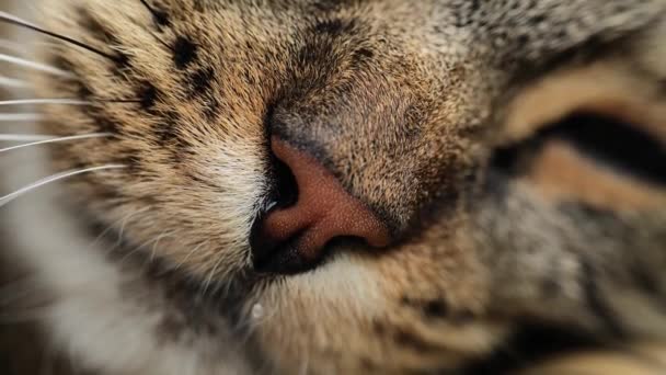 猫的鼻子靠得很近 一只熟睡中的猫的嘴闭着眼睛 可爱的宠物 可爱的条纹猫 4K镜头 — 图库视频影像