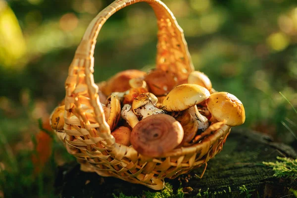 햇볕에 스탬프에 바구니 버섯의 컬렉션 피쉬와 카미나 바구니에 — 스톡 사진