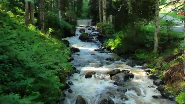 Смертельна Лісова Річка Зеленому Літньому Лісі Повільний Рух Кадри — стокове відео