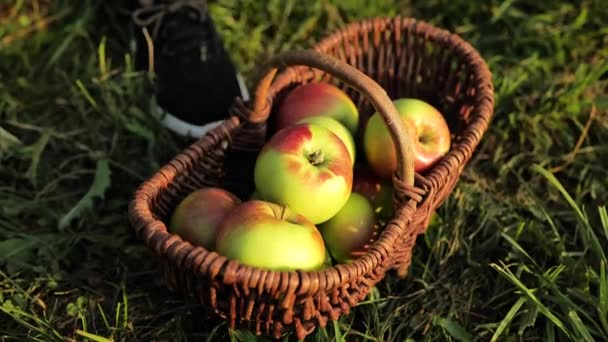 Sammlung Von Herbstfrüchten Äpfel Und Birnen Ernten Hände Legen Äpfel — Stockvideo