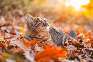 Sonbahar yeşilliklerinde yuvarlak gözlüklü tekir kedi akşam güneşinde gözlüklü kedi. Sonbahar gevşemesi. Sonbahar mevsiminde evcil hayvanlar. Eşarplı şirin kedi. 