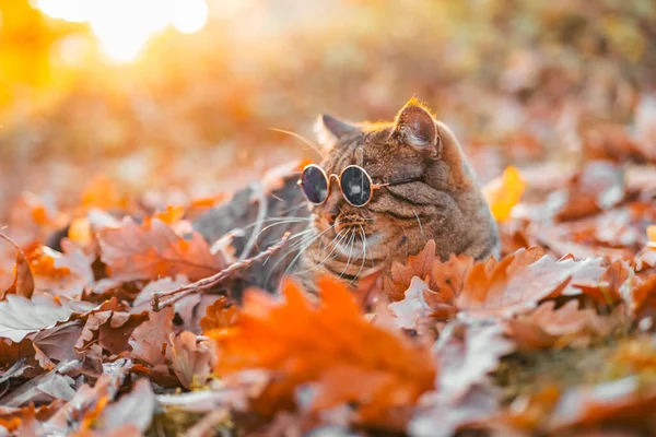 秋天的宠物 秋天树叶上戴着圆形眼镜的猫 秋天戴眼镜的猫 秋天的放松舒服的心情 — 图库照片
