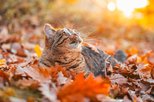 Tabby Kočka Kulatých Brýlích Podzimním Listoví Večerním Slunci Podzimní Kočka — Stock fotografie