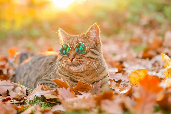 Podzimní Kočka Brýlemi Kočka Brýlích Podzimním Listoví Jasném Večerním Slunci — Stock fotografie