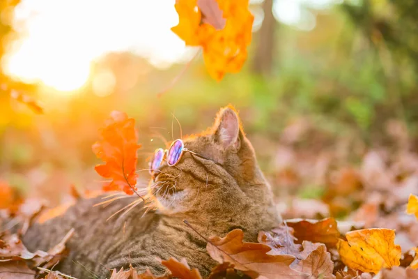 안경을 고양이 단풍에 Tabby 고양이 아늑한 분위기 시즌에 귀여운 고양이 — 스톡 사진