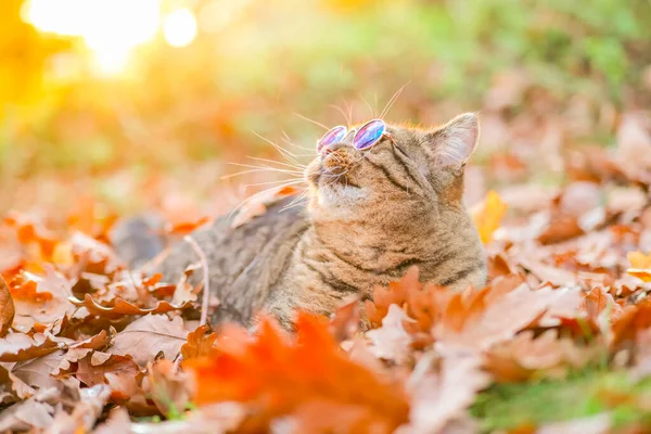 Domácí Zvířata Podzimním Období Roztomilá Kočka Kulatých Brýlích Podzimním Listoví — Stock fotografie