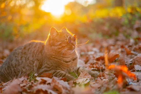 メガネをかけた秋の猫 明るい夜の太陽の紅葉のラウンドメガネでタビー猫 秋のリラックス 居心地の良い気分 — ストック写真
