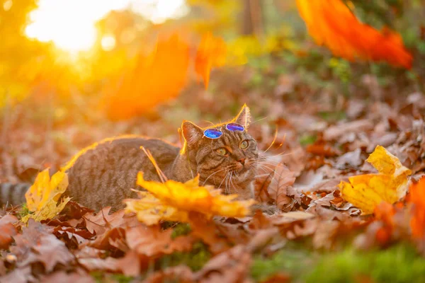夜の太陽の紅葉のラウンドメガネで猫 メガネ付きの秋の猫 秋のリラックス 秋の季節にペット スカーフでかわいい猫 — ストック写真