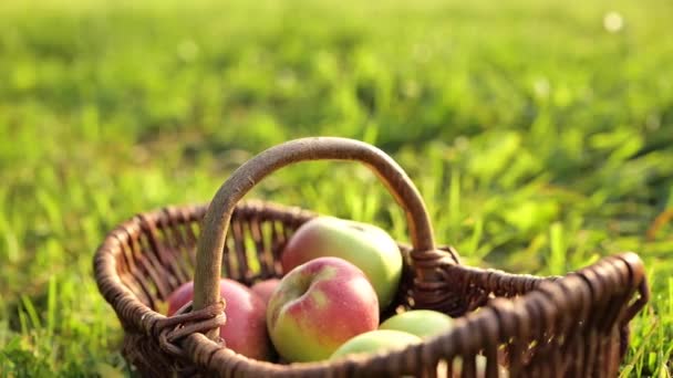 Jabłka Grusze Dłonie Umieścić Jesienne Owoce Koszyku Zielonej Trawie Obfitości — Wideo stockowe
