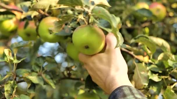 Kolekce Podzimního Ovoca Hand Trhá Zelené Jablko Větve Jabloně Sklizeň — Stock video
