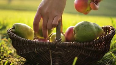 Elma ve armut hasadı. Eller elmaları ve armutları güneşteki yeşil çimlere bir sepete koyar. Sonbahar meyvelerinin toplanması. Bol meyve.