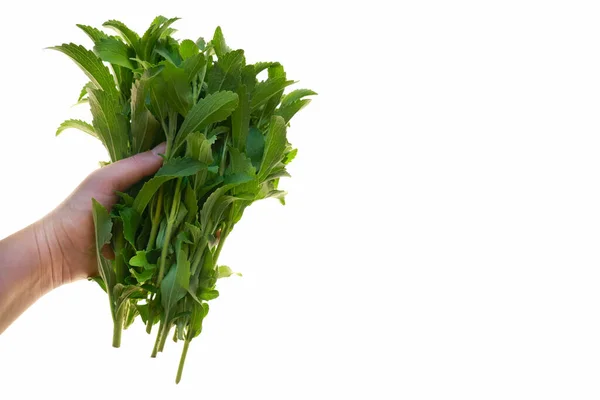 Groene Stevia Bos Hand Geïsoleerd Witte Achtergrond Voedselkwaliteit Plantaardige Zoetstof — Stockfoto