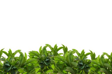 Stevia Rebaudiana sınır komşusudur. Sebze tatlandırıcı. Şeker yerine. Doğal beslenme tatlandırıcı. 