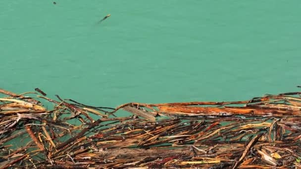 Driftwood Helder Turquoise Water Drijvend Drijfhout Water Achtergrond Natuurlijk Hout — Stockvideo