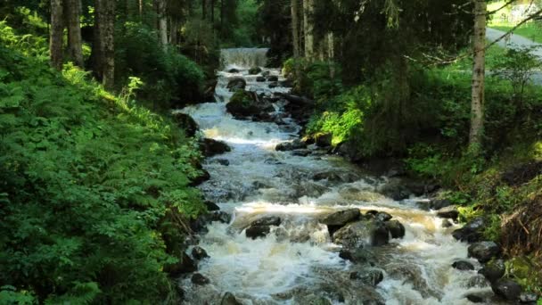 Гірська Лісова Річка Стермінова Річка Зеленому Літньому Лісі Вода Кипить — стокове відео