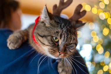 Bir geyiğin boynuzlarında bir geyiğin boynuzlarında bir Noel ağacının yanındaki kızın ellerinde bir kedi. Noel mevsiminde kediler ve insanlar. Hayvanlar için tatil aksesuarları. 