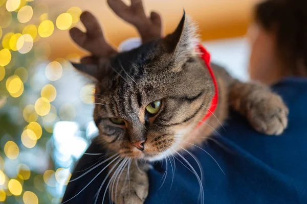 Bir Kızın Elinde Bir Geyiğin Boynuzlarındaki Kedi Kediler Noel Zamanı — Stok fotoğraf