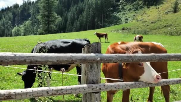 奥地利奶牛和小牛在围场 农场动物 一群奶牛黎明时分在草地上吃草吃草 畜牧业和农业概念 4K镜头 — 图库视频影像