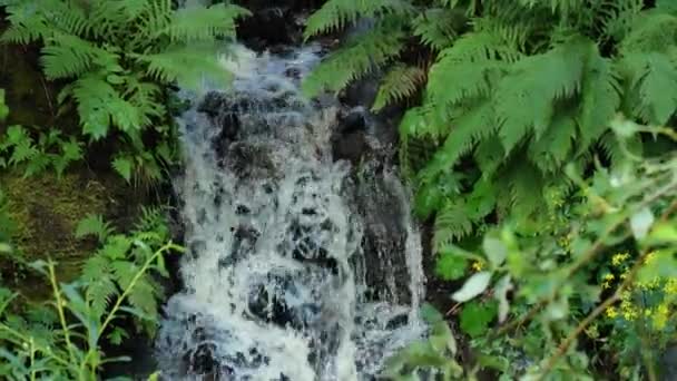 Skogsvattenfall Ormbunksblad Solen Vacker Naturlig Bakgrund Med Vatten Och Gröna — Stockvideo