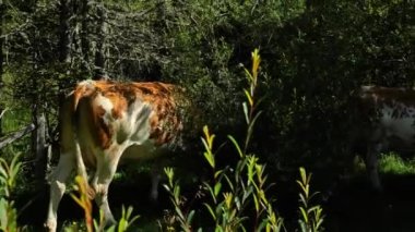 Söğüt ağacında otlayan beyaz benekli kırmızı Avusturya ineği. Çiftlik hayvanları. 4k görüntü