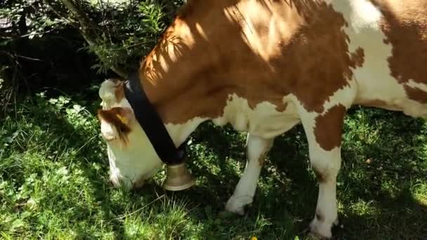 Cow Eats Grass Red Austrian Cow White Spots Grazing Willow — Stock Video