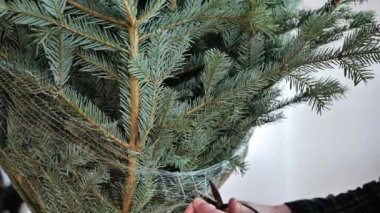 Kış tatili için bir Noel ağacı dikmek. Noel ve Yeni Yıl geleneği. Yeşil ekose gömlekli bir adam parlak bir odadaki bir Noel ağacının ambalaj ağını kesiyor. 4k görüntü