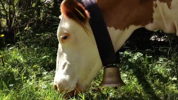 红色的奥地利奶牛在草地上吃草 4K镜头 — 图库视频影像