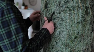 Noel ağacı paketleri açılıyor. Erkek, Noel ağacının koruyucu ağını parlak bir odada kesti. Noel geleneği. Kutlama ritüeli. 4k görüntü