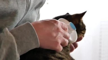 Kedi tarama işlemi. Kedi gri takım elbiseli bir adamın ellerini taradığı için fırça kemiriyor. Kedi bakımı. Hayvan bakımı. 4k görüntü