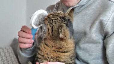 Kedi bakımı. Kedi tarakla oynuyor. Evde kedi bakımı. Gri takım elbiseli bir adamın ellerini taradığı için kedi bir fırça kemirir. 4k görüntü