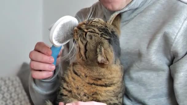 Peluquería Gato Gato Jugando Con Peine Cuidado Del Gato Casa — Vídeos de Stock