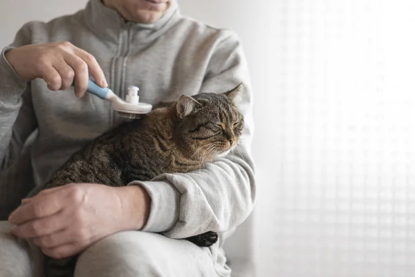 cat Brushing. Cat combing .Caring for pets at home. Gray tabby cat close-up combing the hands.man combs a gray tabby cat.