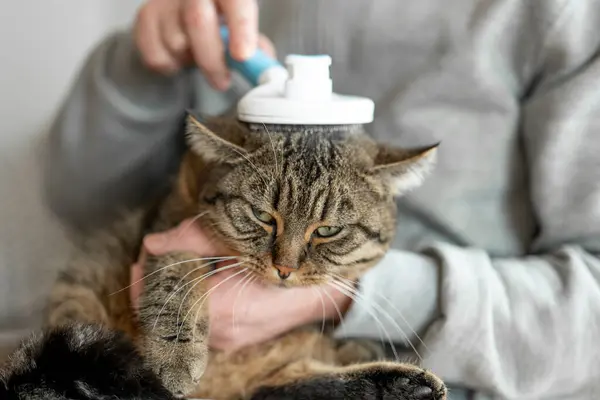 Kedi bakımı. Gri tekir kedi tarama işlemi. Adam gri tekir kediyi tarıyor. Kedi bir adamın ellerini taramak için fırça kemiriyor. 