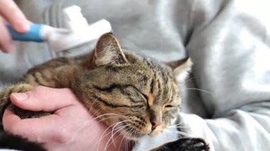 Kedi bakımı. Kedi fırçalama sürecini seviyor. Evde kedi bakımı. Kedi bir adamın ellerini taramak için fırça kemirir. 