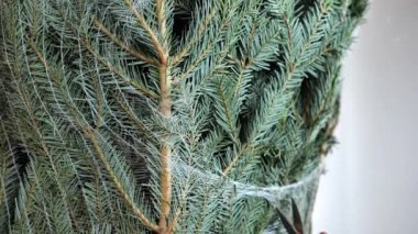 Kış tatili geleneği. Noel ağacını açmak. Eller siyah makasla Noel ağacının örgü örgüsünü kesti..