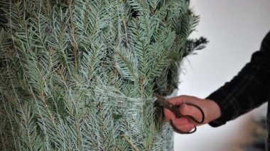 Kış tatili geleneği. Noel ağacını açıyorum. Yüksek kalite 4k görüntü