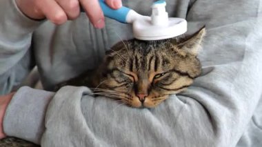 Kedi dişlerini fırçalamayı seviyor. Kedi bakımı. Hayvan bakımı. 4k görüntü