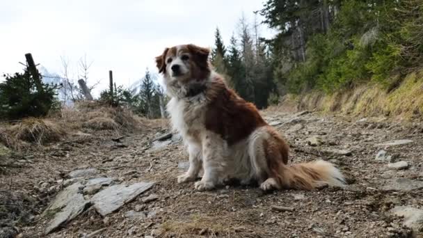 Собачий Портрет Дорозі Гірському Пейзажі Собака Червоного Кольору Білими Плямами — стокове відео