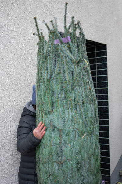 woman with a Christmas tree at the entrance to the house. Festive wrapped Christmas tree in hands on a wall background. man brings a wrapped Christmas tree into the house.