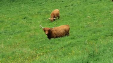 Highland dağlardaki bir çayırda inekler yetiştiriyor. 4K görüntüler.