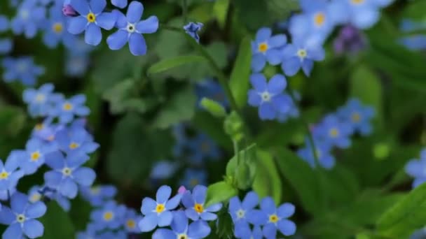 Красиві Блакитні Квіти Весняні Тіньовитривалі Квіти Кадри — стокове відео