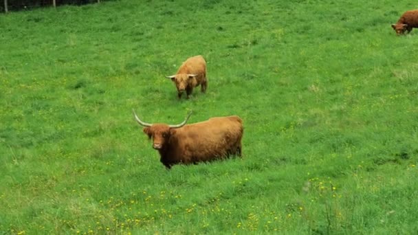 Vacas Raça Highland Prado Alpino Nas Montanhas Filmagem — Vídeo de Stock