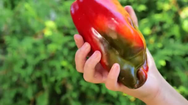 Červená Paprika Dětských Rukách Paprika Dětském Jídle Sezónní Ekologická Zelenina — Stock video