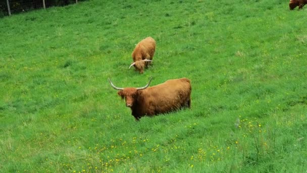 Vacas Escocesas Prado Alpino Vacas Peludas Planalto Pastam Prado Verde — Vídeo de Stock