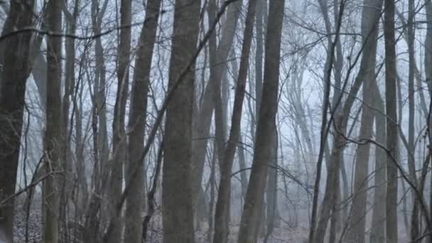 Снігопад Повільно Падає Сніг Фоні Стовбурів Темного Дерева Зима Сніжна — стокове відео