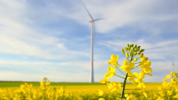 バイオ燃料とグリーンエネルギーのコンセプト 強姦されたフィールドの風力発電機 ねじの遅い動き 自然な再生可能エネルギー 外的なエネルギー源 4K映像について — ストック動画