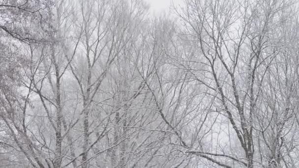 Sníh Pomalu Padající Sníh Listnatém Lese Zimní Zasněžené Pozadí Stromy — Stock video