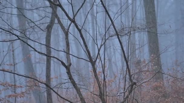 Snowfall 가지와 어두운 나무에 떨어지는 배경을 줄입니다 동영상 — 비디오