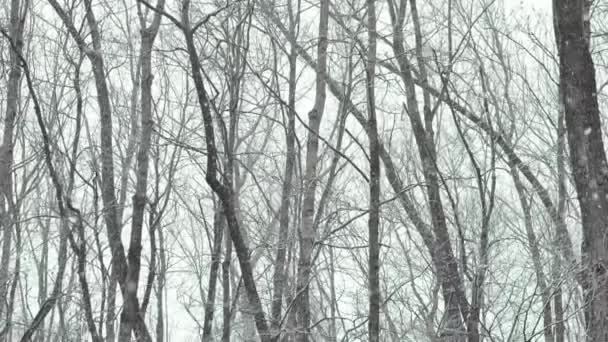 Uma Queda Neve Queda Neve Troncos Árvores Escuras Árvores Galhos — Vídeo de Stock