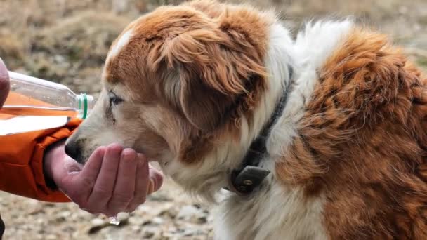 Cão Bebe Água Cão Sedento Homem Alimenta Uma Água Cão — Vídeo de Stock